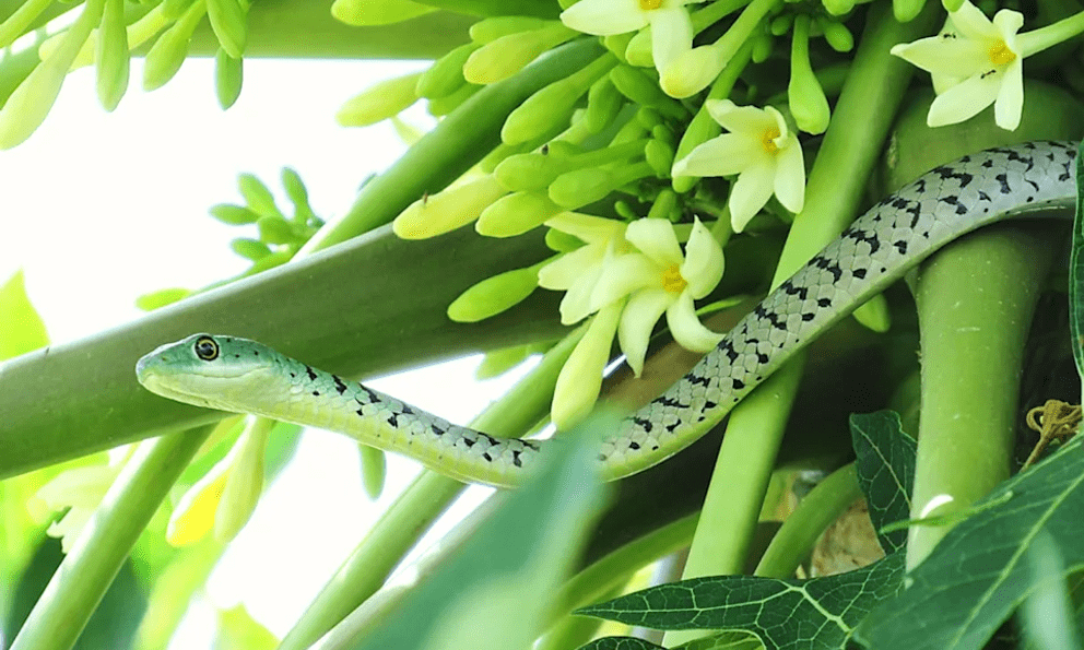 5 đặc điểm của ngôi nhà dễ bị rắn “ghé thăm”