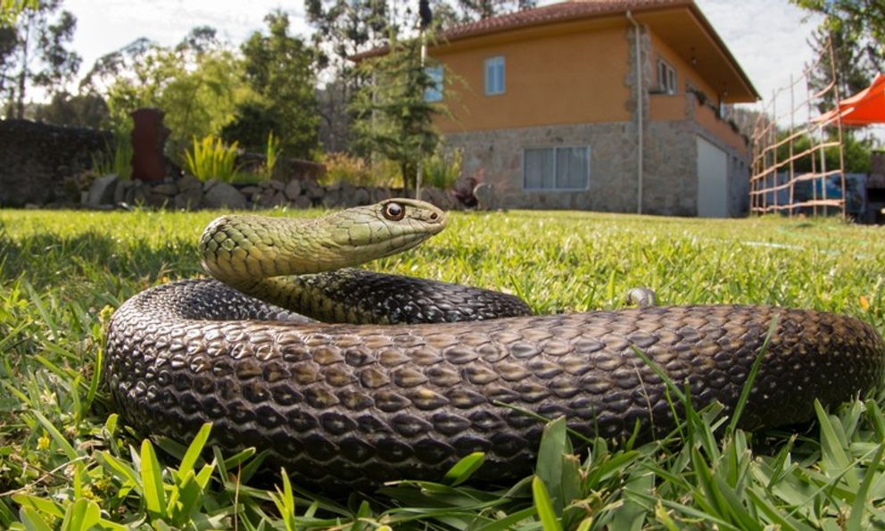 Dấu hiệu cho thấy rắn đã bò vào nhà