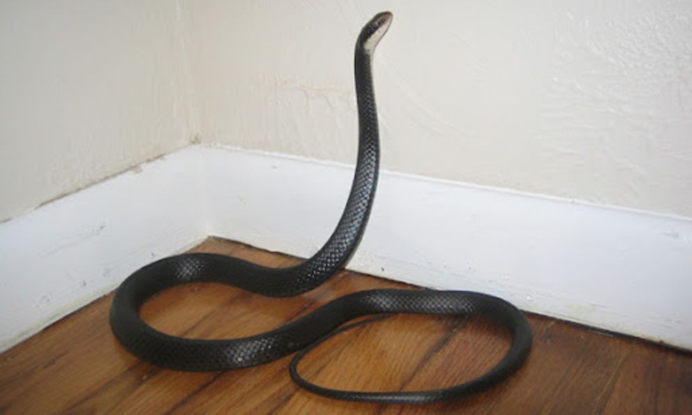 5 thứ quanh nhà dễ dụ rắn đến và cách khắc phục hiệu quả