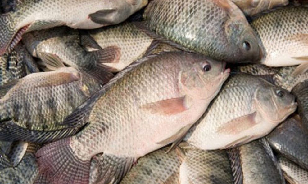 Loại cá được ví như 