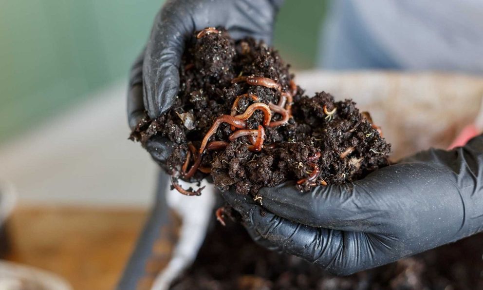 Con vật ăn rác, ‘thải ra vàng nâu’ giúp lão nông dân thu hơn 6,2 tỷ mỗi năm