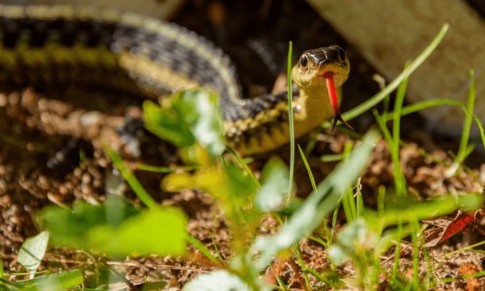 5 sai lầm ‘dẫn’ rắn vào nhà: Nhiều gia đình mắc mà không biết 
