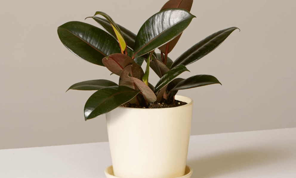 Top 5 loại cây “đuổi” bụi mịn độc hại trong nhà