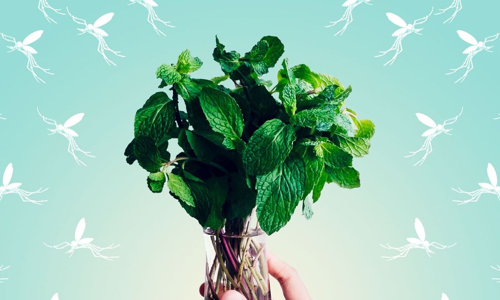 6 mùi hương mà muỗi “khiếp sợ”: Việt Nam có tất cả