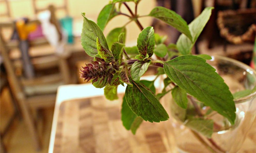 3 loại cây đuổi muỗi, lọc không khí hiệu quả cực dễ trồng