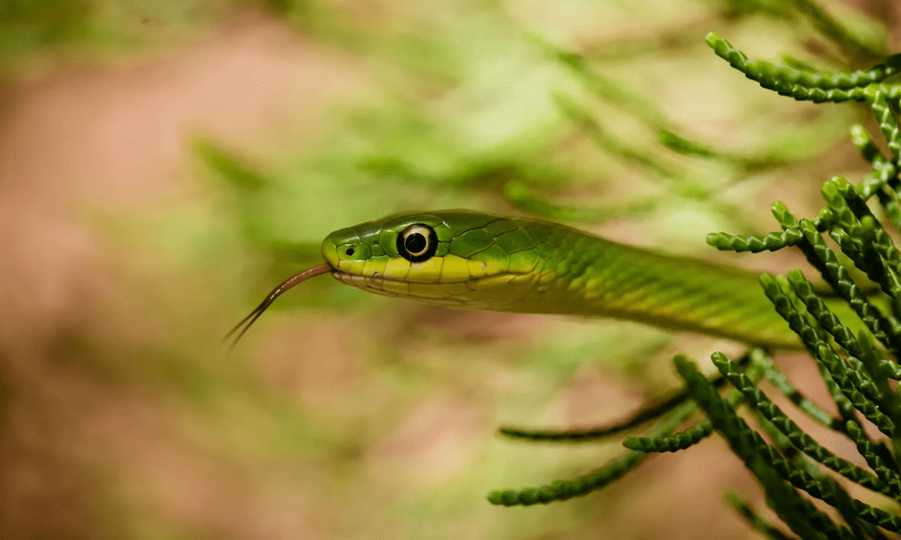 Đừng làm điều này khi gặp rắn vì chúng không sợ đâu - chuyên gia đã kiểm chứng