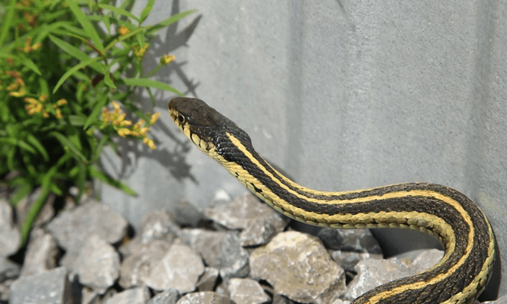 5 con đường rắn bò vào nhà mà bạn có thể không ngờ tới