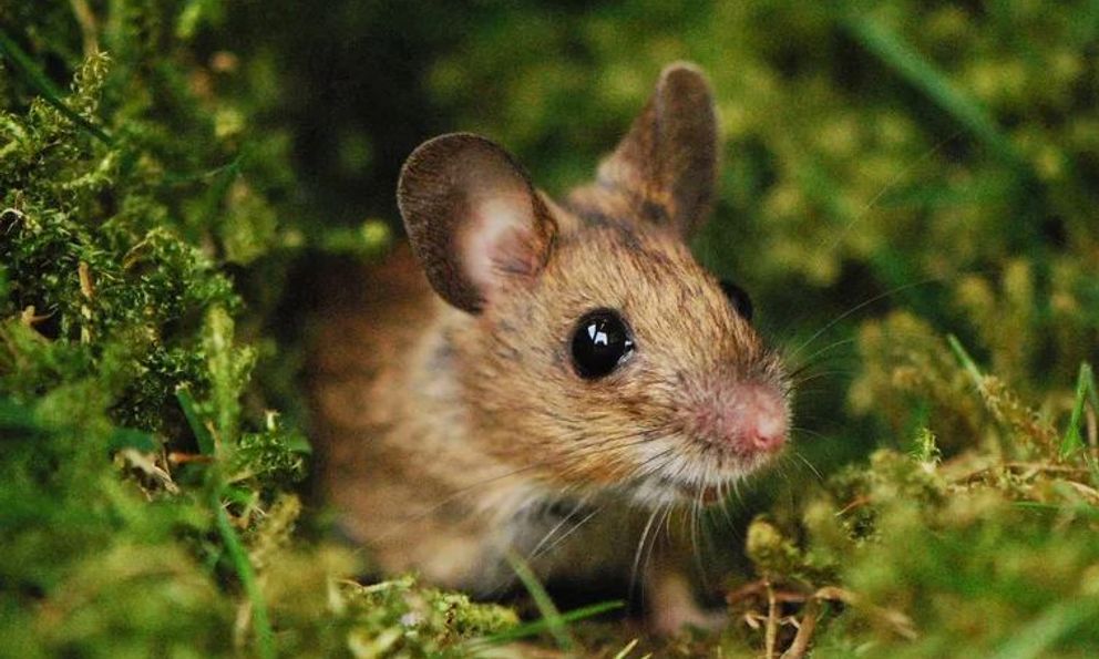 6 loại cây đuổi chuột tốt nhất mà bạn có thể mua cho sân vườn của mình