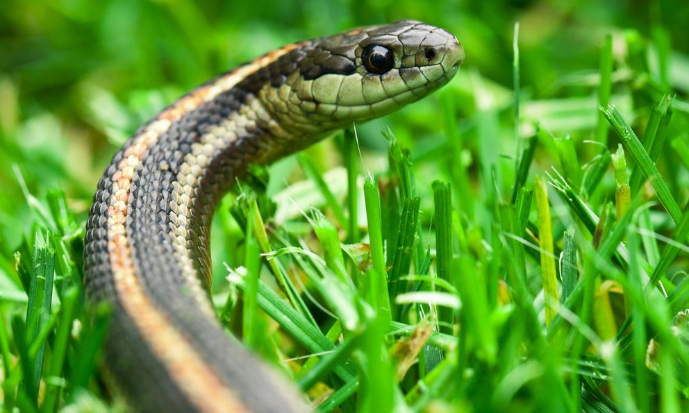 5 loại cây khiến rắn cực kỳ khó chịu