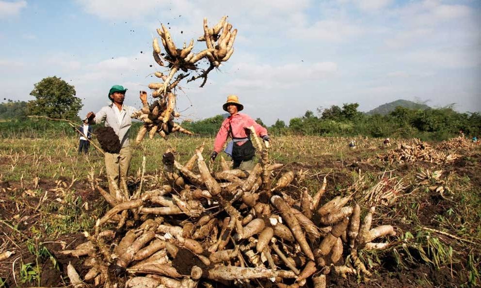 Loại củ được ví như 'vàng trắng' dưới lòng đất, Việt Nam tăng mua 9 triệu tấn từ Campuchia