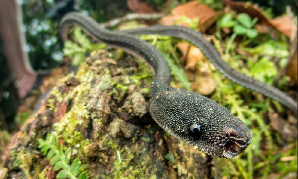 Loài rắn kỳ lạ hiếm khi vượt quá 60 cm, được người dân coi là 