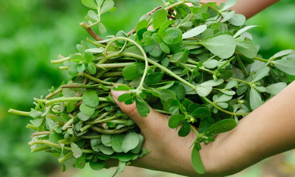 Loại rau người Trung Quốc coi là 