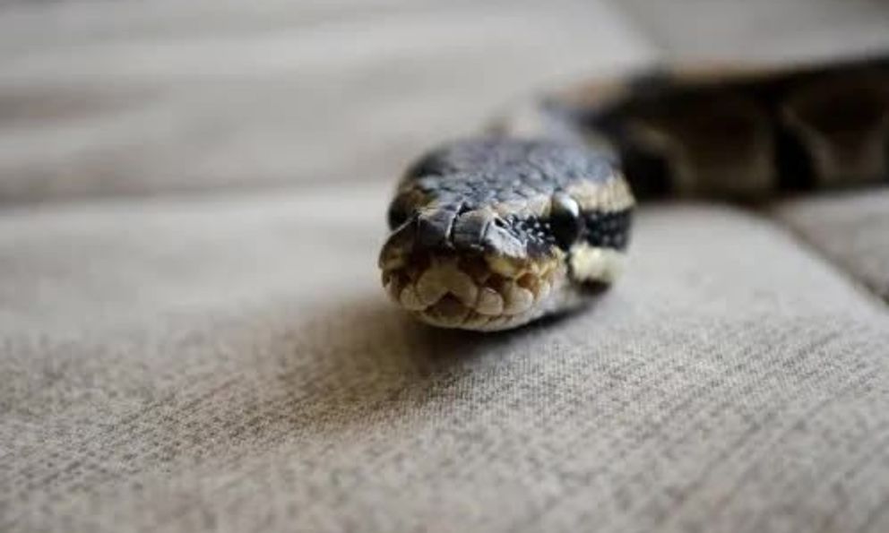 6 lý do rắn bò vào nhà bạn: Số 1 nhiều người không hề nghĩ tới!