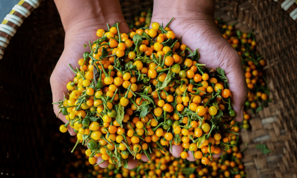 Loại gia vị đắt bậc nhất hành tinh, giá gần 1 tỷ đồng/kg được nông dân Việt Nam trồng thành công