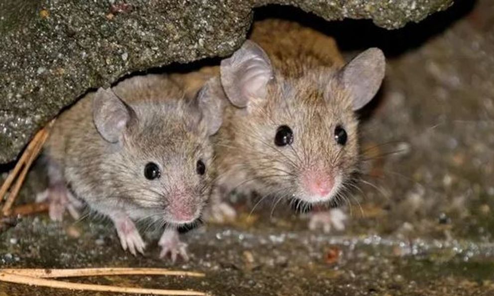 Chuột rất sợ những loại cây này, biết cách trồng thì chẳng lo chúng phá phách