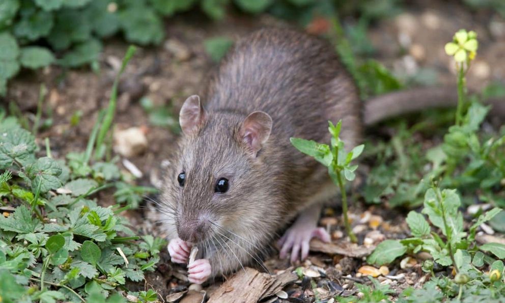 8 mùi chuột cực ghét, ngửi thấy là né xa