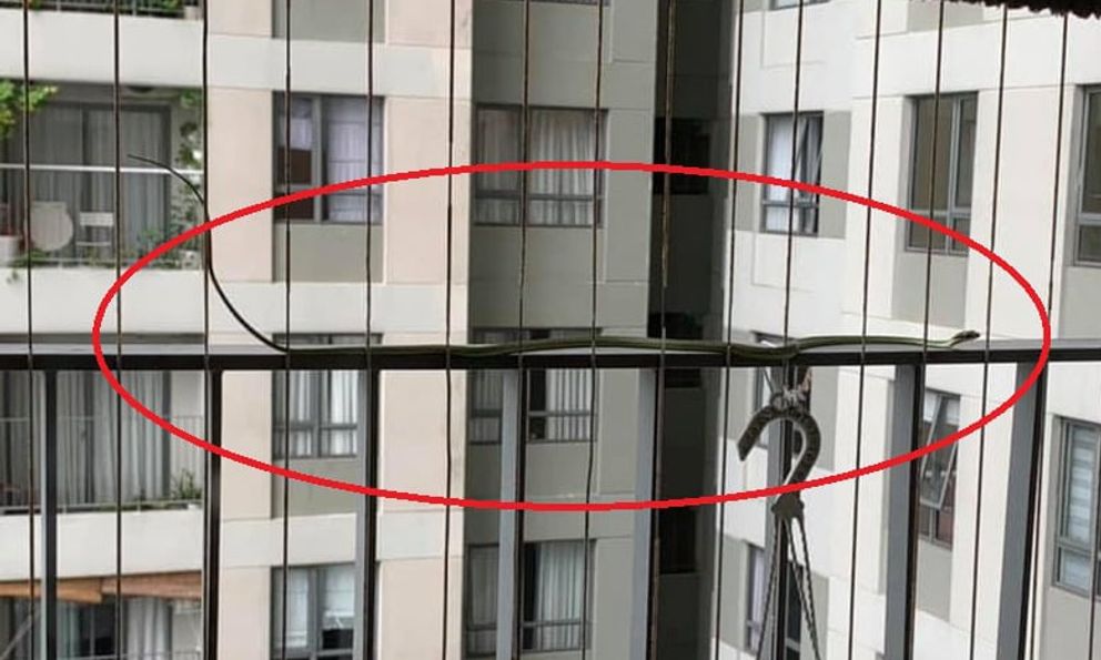 Nhà ở thành phố rắn vào bằng cách nào? Cách xử lý ngay nhiều người vẫn chưa biết