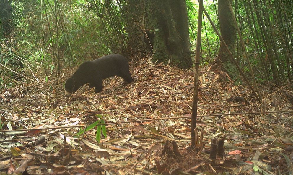 Đặt camera giữa rừng sâu, các nhà bảo tồn bất ngờ phát hiện loài vật cực kỳ quý hiếm vắng bóng hơn 20 năm