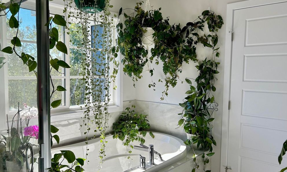 Để loại cây này trong nhà tắm, nấm mốc sẽ biến mất, không khí khô thoáng hơn: Mùa đông càng nên trồng