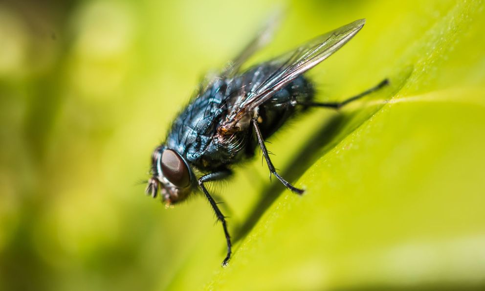 8 loại cây đuổi ruồi muỗi tốt nhất cho sân vườn của bạn