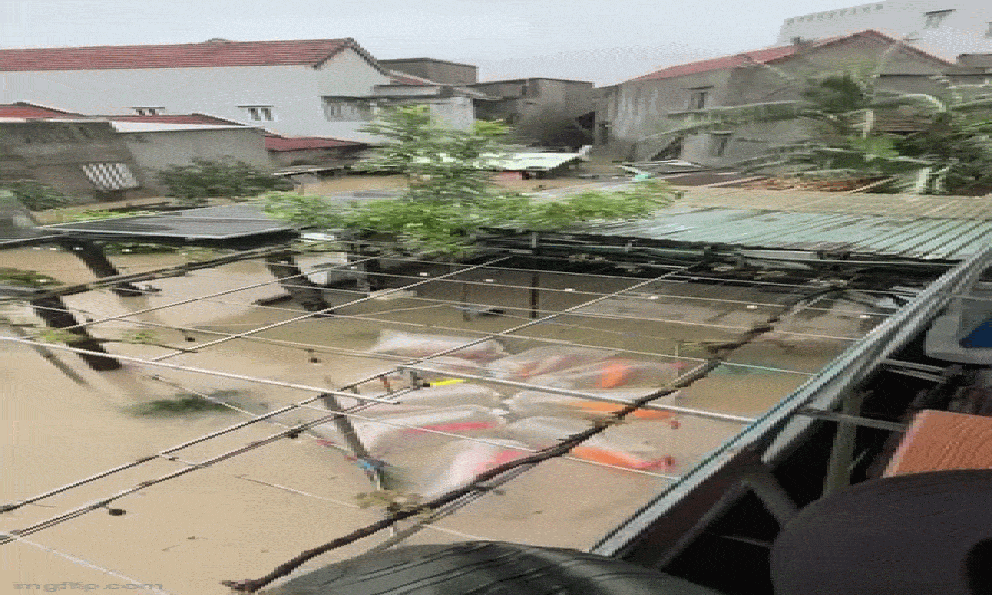 Đàn cá Koi có giá trị hàng trăm triệu bị nước lũ cuốn: 