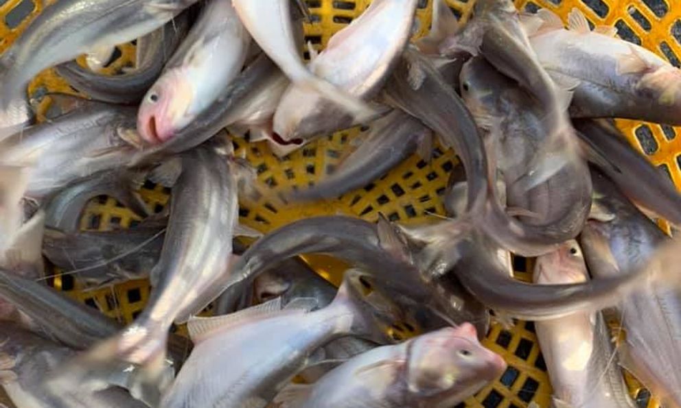 Loại cá được ví như 