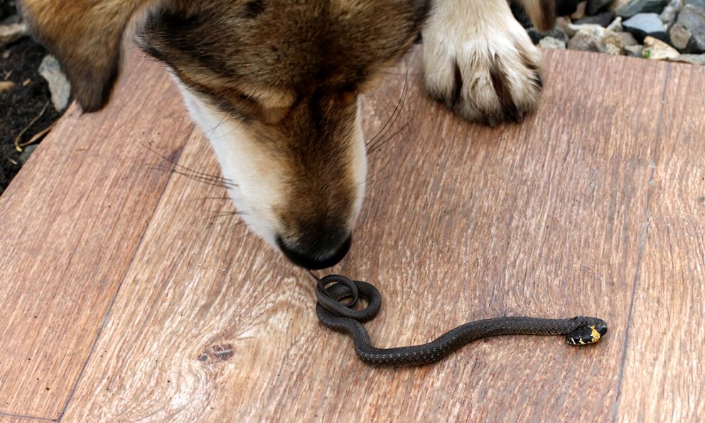 10 cách hiệu quả ngăn rắn không bò vào nhà bạn