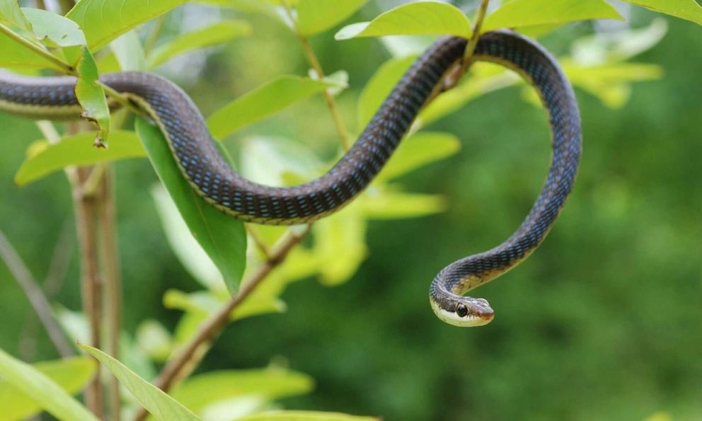 10 loại cây vô tình 