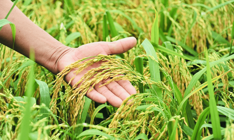 Philippines ra sắc lệnh lúa gạo, hé lộ thách thức mới: Việt Nam có lợi thế vượt qua Thái Lan nhờ điều này