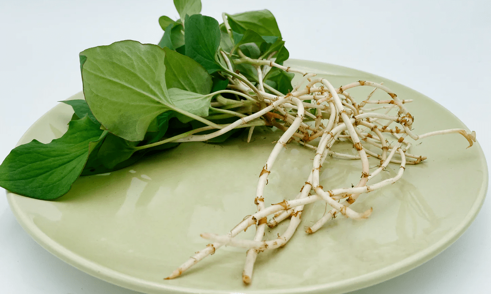 Loại rau người Trung Quốc ví là 