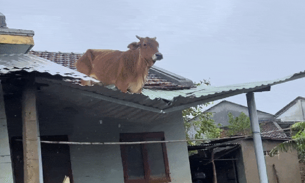 10 triệu lượt xem clip chú bò 