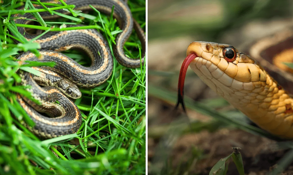 5 dấu hiệu trong sân vườn cho thấy có rắn đang trú ngụ nhưng nhiều người không biết