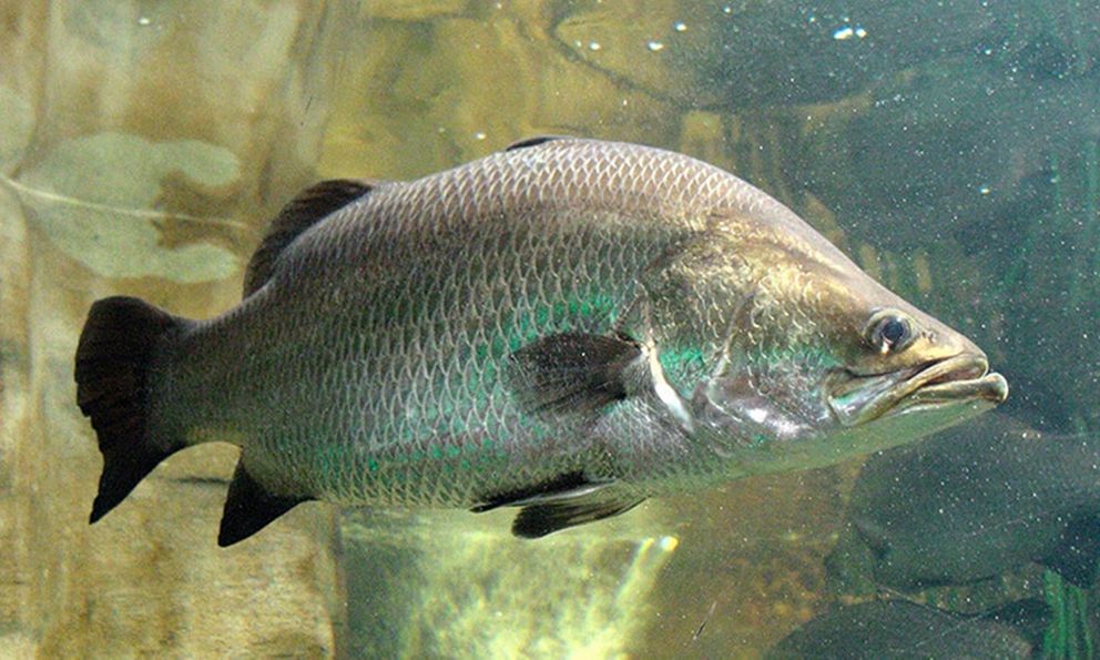 1 bộ phận của cá là biểu tượng của sự giàu có tại Trung Quốc: Cực bổ dưỡng nhưng người Việt hay vứt đi