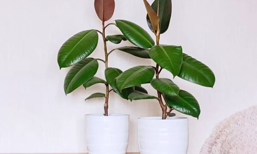 9 loại cây dù đẹp đến mấy cũng không nên đặt trong phòng ngủ