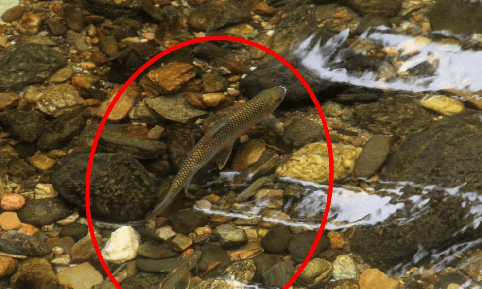 Nghệ An có một loài cá được gọi là 