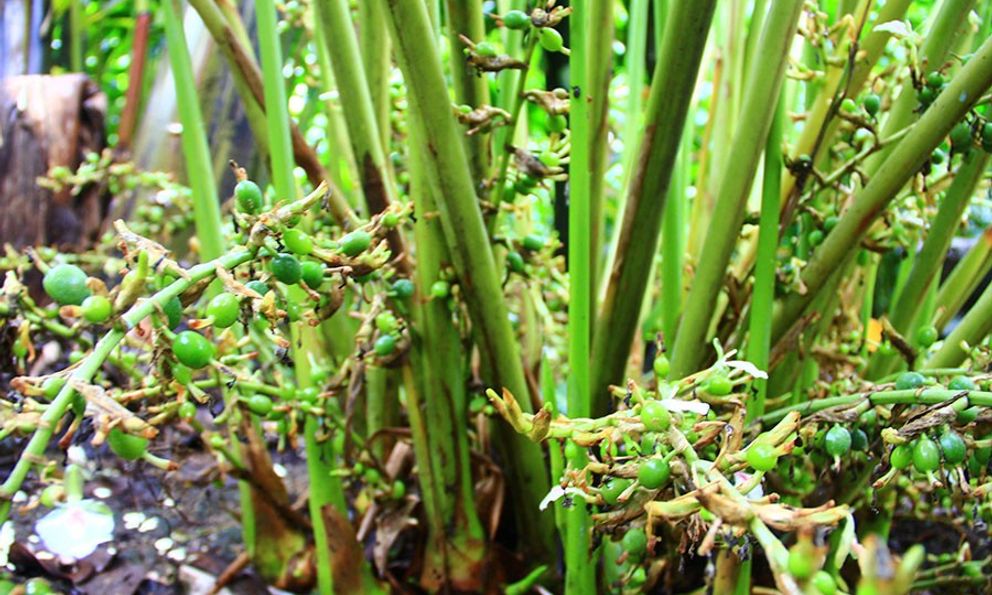 Việt Nam sở hữu loại gia vị đắt bậc nhất thế giới, thu về chục triệu USD/năm