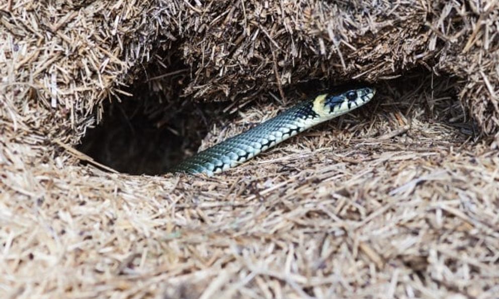 10 dấu hiệu cho thấy rắn có thể đã bò vào nhà hoặc sân vườn, gia chủ cần biết để giữ an toàn