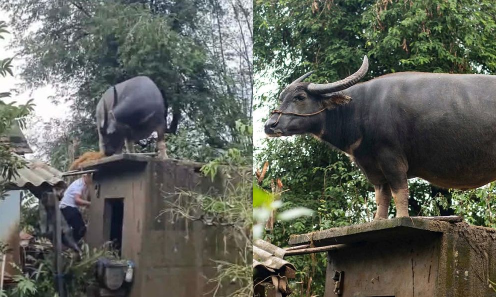 Con trâu lạc lên mái nhà sau mưa lũ, mắc kẹt gần một tuần: Bất ngờ cách đưa xuống