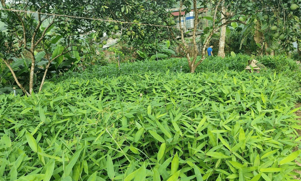 Loại cây dại trồng chỉ lấy lá giúp người dân đổi đời: Mỏ “vàng xanh” cuối cùng cũng được khai thác