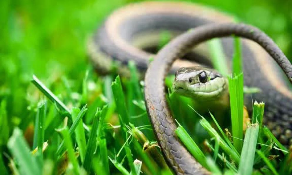 10 thứ trong sân vườn dễ dụ rắn tới nhà bạn: Có những thứ nhiều người vẫn vô tư để mỗi ngày