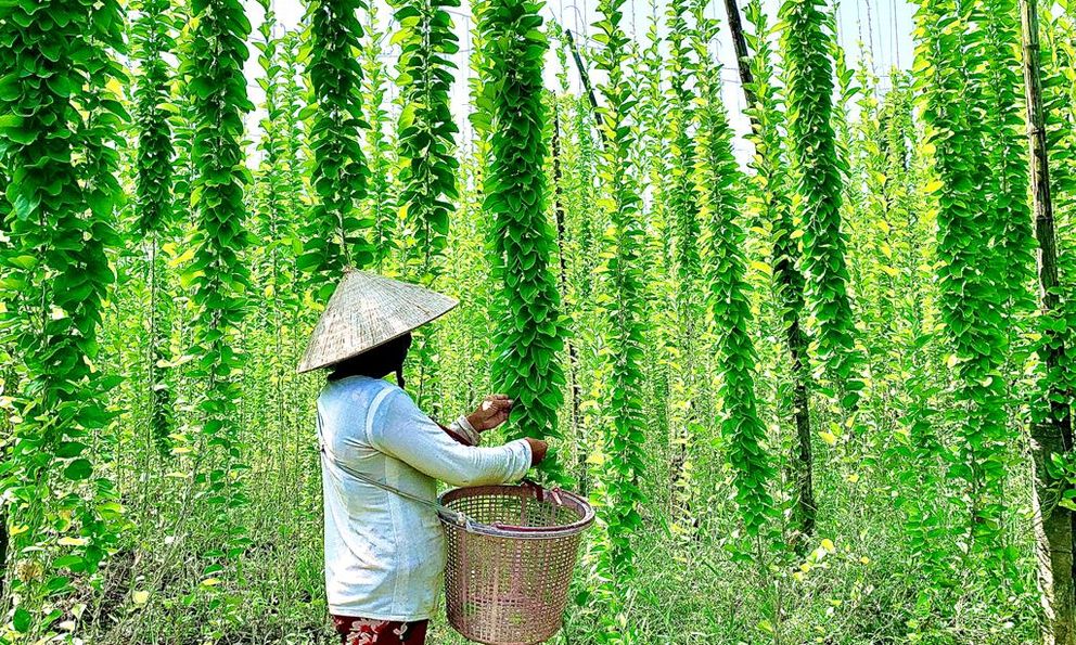 Nông dân đổi đời nhờ trồng loại cây mọc dại: 