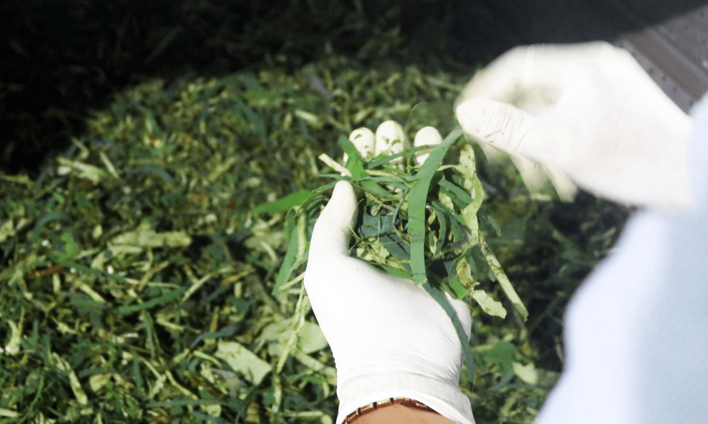 Trồng loại cây bán được từ lá đến củ, một người ở Đồng Tháp thu 150 triệu/tháng