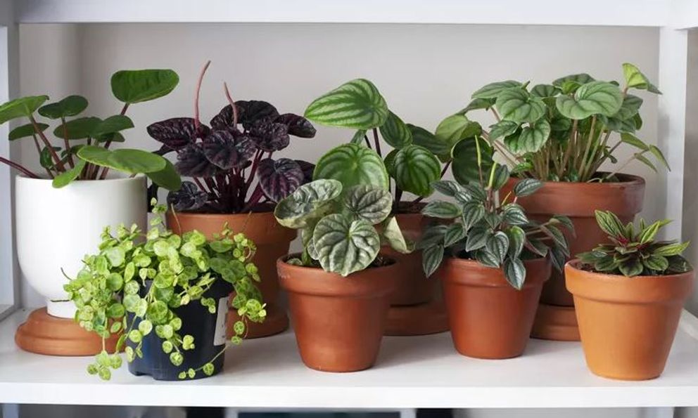 8 loại cây không bao giờ nên trồng trong nhà