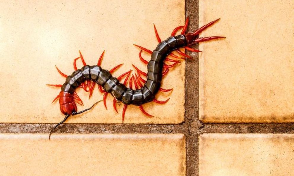 8 cách đuổi rết vĩnh viễn ra khỏi nhà