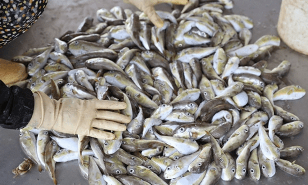 Loại cá chứa chất kịch độc khiến nhiều người rơi vào nguy kịch sau khi ăn: Cách nhận biết