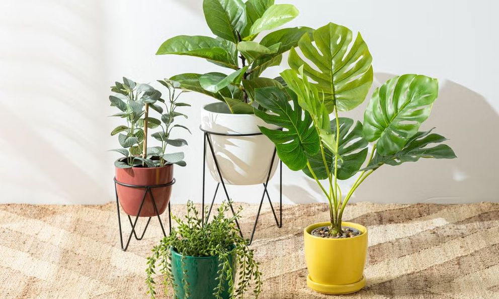 Mỹ đánh giá đây là 9 loại cây tốt nhất cho sức khỏe: Khoa học đã chứng minh