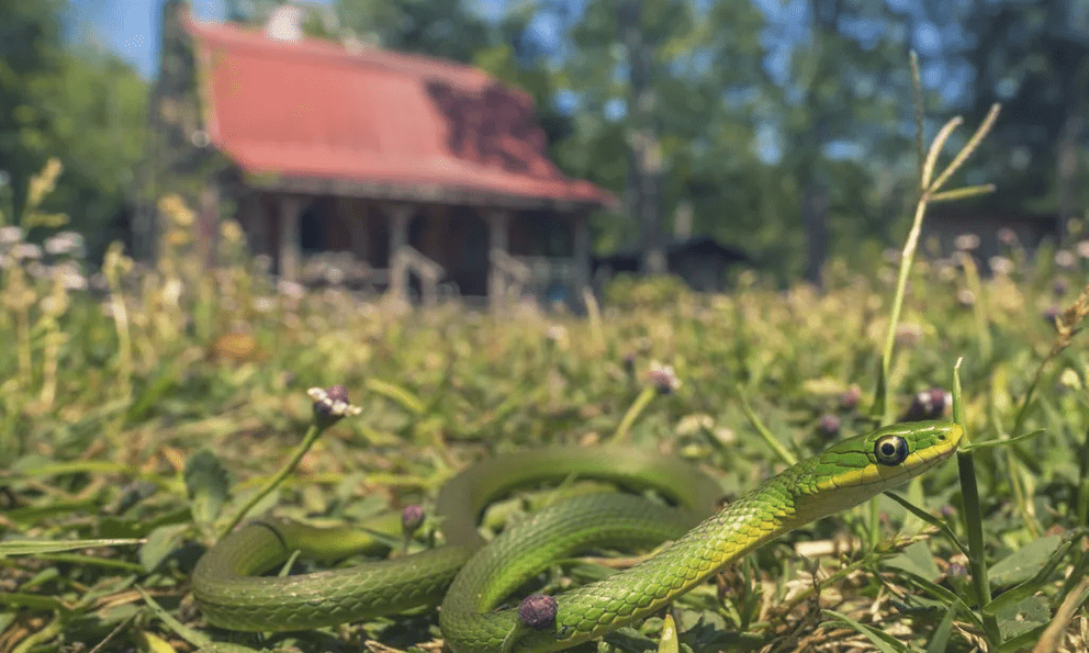Làm thế nào để phát hiện có rắn trong vườn? Chuyên gia làm vườn mách 3 dấu vết