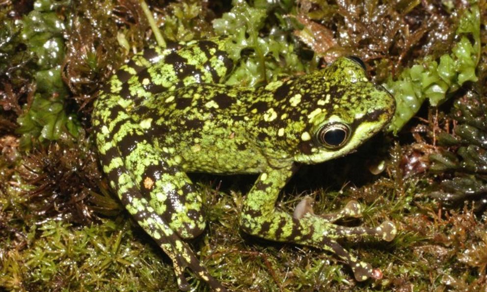 Bí mật dưới khe suối VQG Hoàng Liên: Lộ diện 