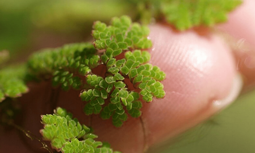 Vị giáo sư 'biến' lân thành đạm từ bèo, lai tạo hàng loạt giống lúa cứu mùa màng Việt Nam