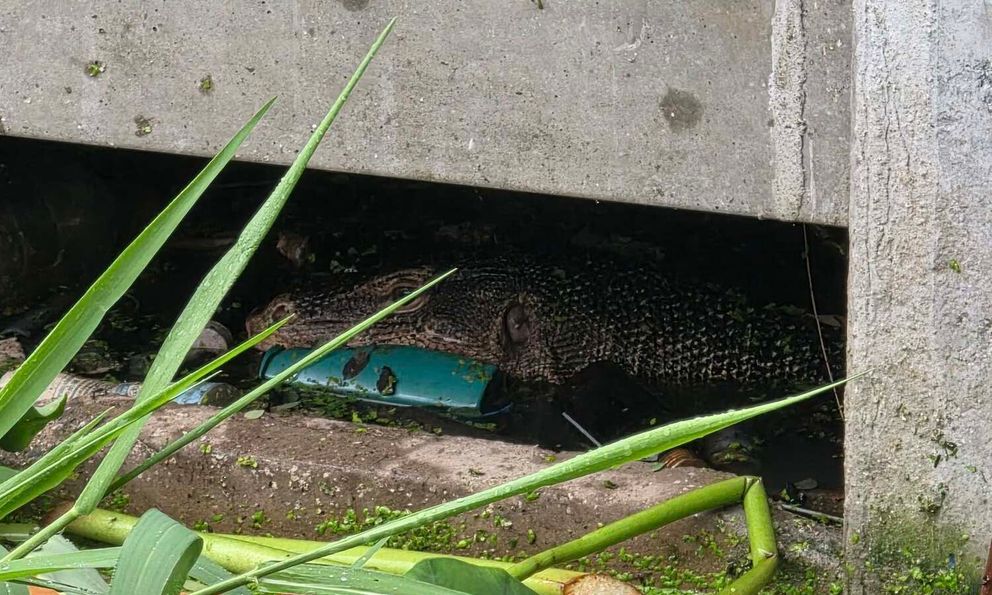 Kỳ đà kéo theo một chiếc túi, người dân thấy lạ nên đến kiểm tra thì tái mặt, vội báo cảnh sát